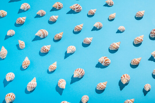 Collection of shells