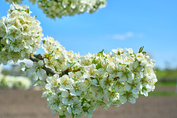Full plum blossom with part of blue sky, white flowers in spring