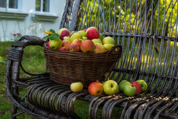 Ripe different varieties of apples in a wicker basket a in an apple orchard. Harvesting on the farm, in the village.