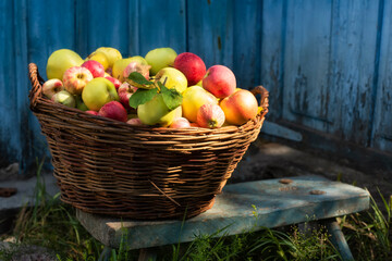 Ripe different varieties of apples in a wicker basket and a vintage suttle next to it against the backdrop of a wooden veranda.