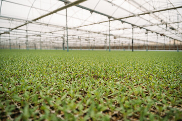 Tiny seedlings in hothouse
