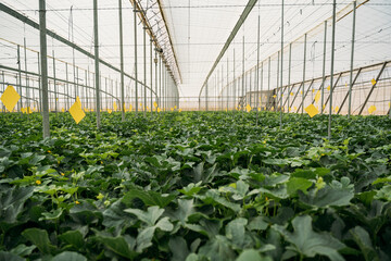 Watermelon plantation in modern hothouse in daytime