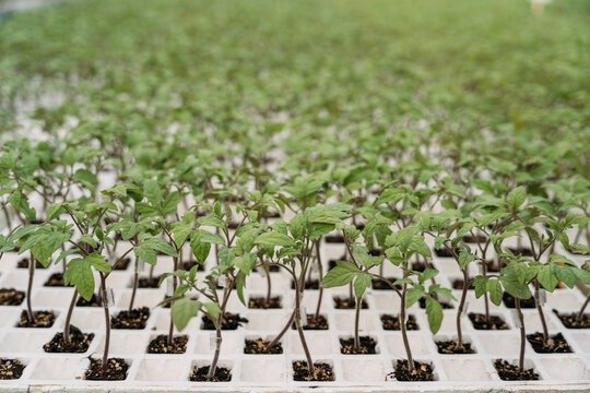 Green seedlings growing in hothouse