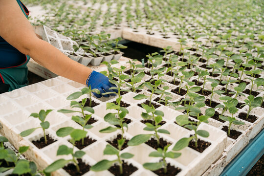 Farmer planting sprigs in hothouse