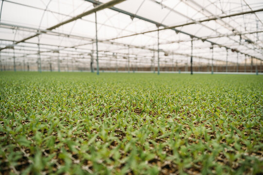 Tiny seedlings in hothouse