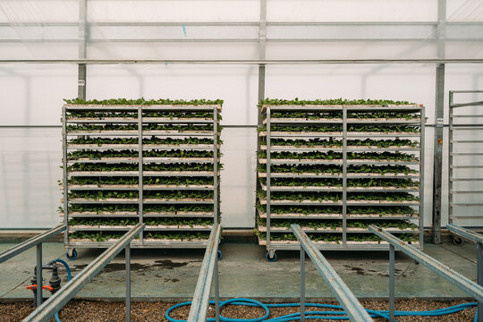 Rows of sprigs in boxes