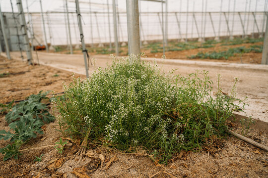 Blooming plant growing in greenhouse in farm