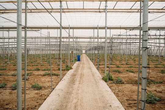 Narrow pathway in hothouse between growing plants