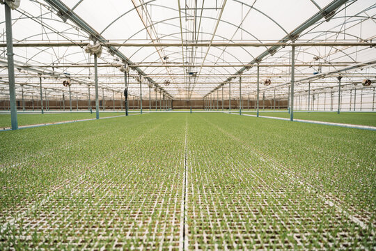 Greenhouse with rows of sprigs