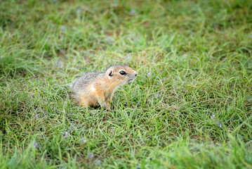 Naklejka na ściany i meble a cute little baby gopher looks out of his hole
