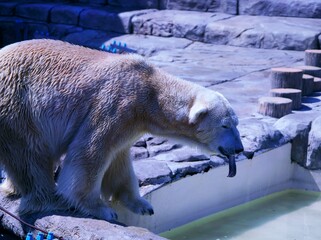 人気者のホッキョクグマ