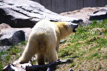人気者のホッキョクグマ