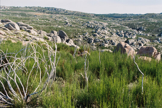 Equisetum in the mountains