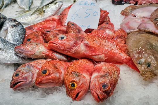 Red scorpionfish and other fish for sale at a market in Barcelona, Spain