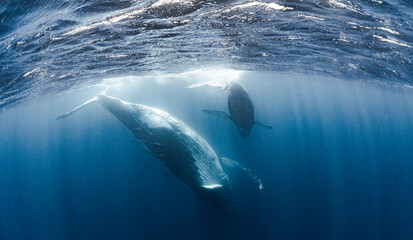 Humpback whale mother and calf