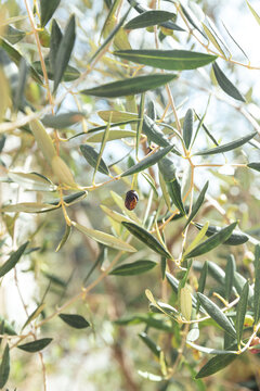 Single olive on an olive tree