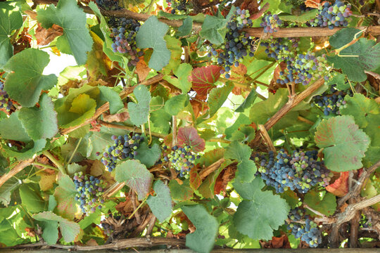 Grapes growing on the grapevine