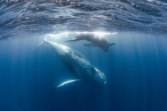 Humpback whale mother and calf