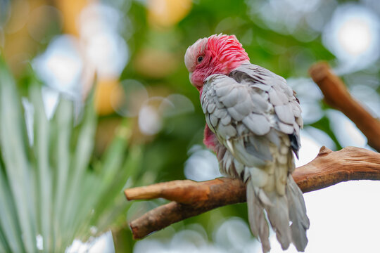 Portrait of parrot pet