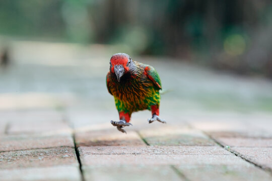 Portrait of parrot pet