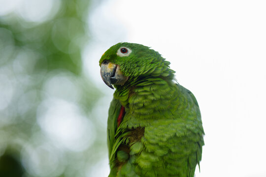 Portrait of parrot pet