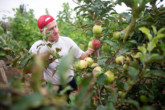 Mature Farmer Harvesting Apples In Garden