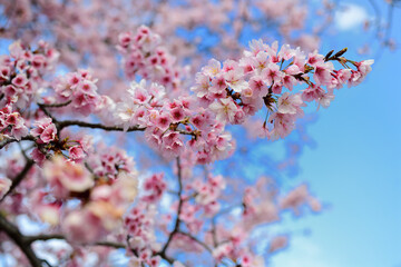 満開のおかめ桜と青空