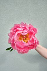 A woman's hand holds a beautiful pink peony on a light background. Flower concept. Valentine's Day. Romantic gift. Delicate flowers are beautiful. Gift for the holiday, spring mood
