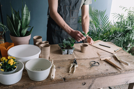 Anonymous Man Repotting Plants In Compostable Vase