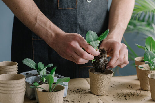 Anonymous Man Repotting Plants In Compostable Vase