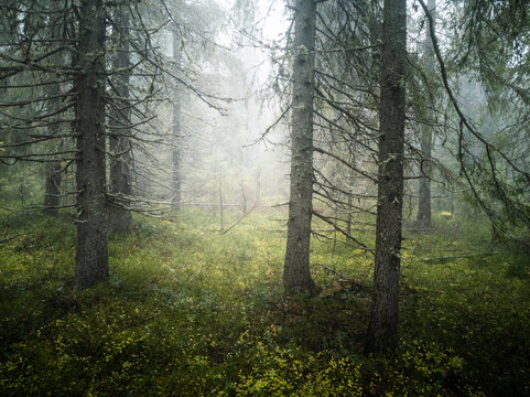 Fototapeta Atmospheric Forest Veiled In Mist