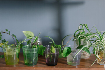 Close Up Of Cuttings Rooting In Glasses With Water