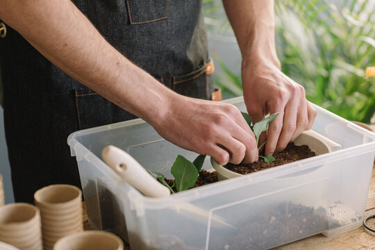 Anonymous Man Repotting Plants In Compostable Vase
