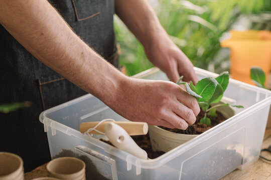 Anonymous Man Repotting Plants In Compostable Vase