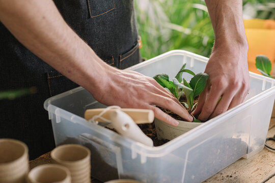 Anonymous Man Repotting Plants In Compostable Vase