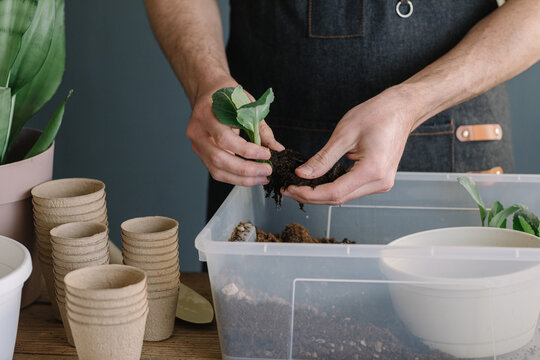 Anonymous Man Repotting Plants In Compostable Vase