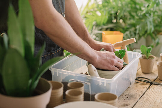 Anonymous Man Repotting Plants In Compostable Vase