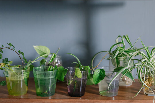 Close Up Of Cuttings Rooting In Glasses With Water