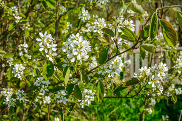 Amelanchier alnifolia var. semiintegrifolia shrub in flower, selective focus .