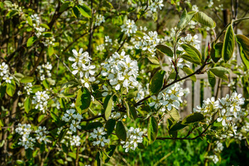 Amelanchier alnifolia var. semiintegrifolia shrub in flower, selective focus .