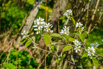 Amelanchier alnifolia var. semiintegrifolia shrub in flower, selective focus .