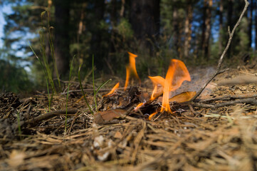 A fire broke out in the woods from an abandoned cigarette butt by a careless man. Wildfire. The...