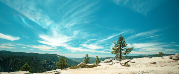 Pine tree under cirrus cloudscape at Taft Point in Yosemite National Park in Central California United States