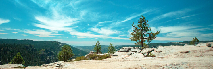 Cirrus cloudscape over pine tree at Taft Point in Yosemite National Park in Central California United States