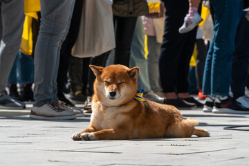 Peaceful dog anti war in Ukraine