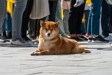 Dog against war in Ukraine