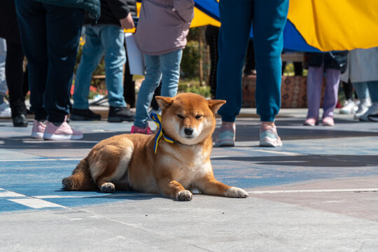 Annoyed dog no war in Ukraine