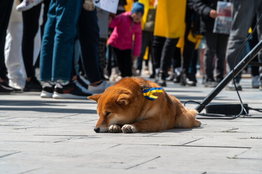 Sad dog against war in Ukraine