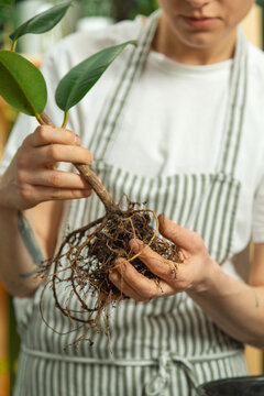 Crop woman transplanting rubber plant