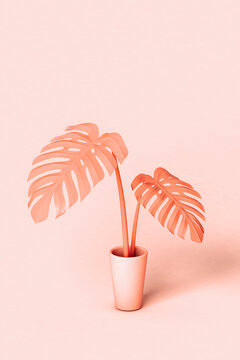 Potted exotic monstera plant
